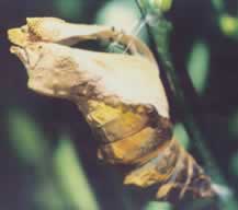 As the butterfly emerges from teh pupa it leaves behind the skin that has protected it for days or even months.